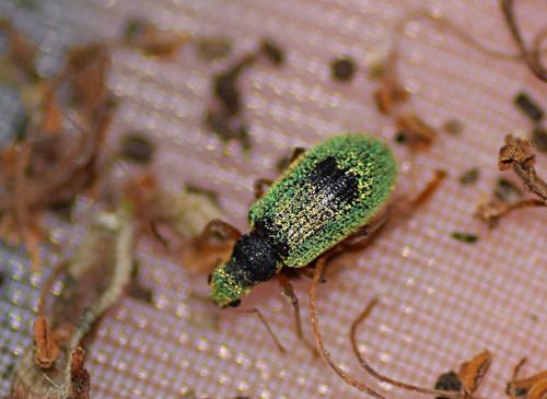 Réf. 209 623 : Polydrusus pterygomalis